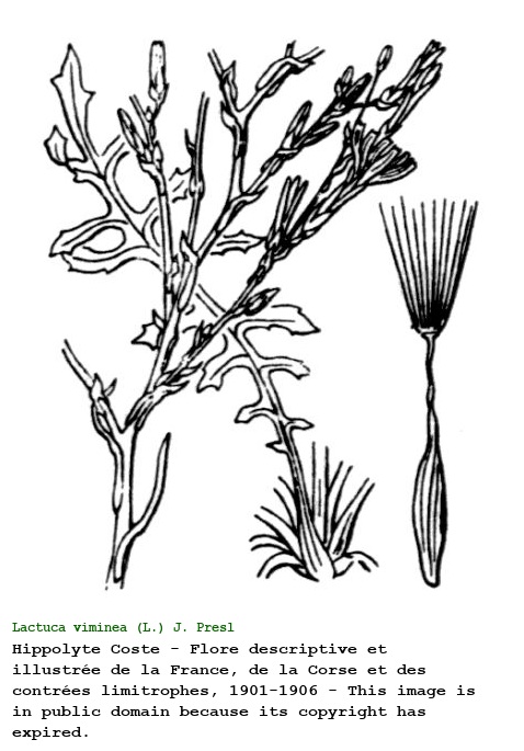 Lactuca viminea (L.) J. Presl & C. Presl